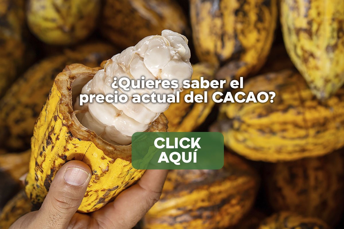 Consulta el precio actual del cacao